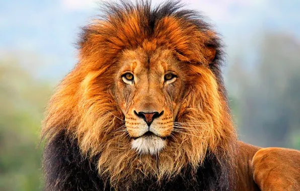 Картинка lion, animal, wildlife, king