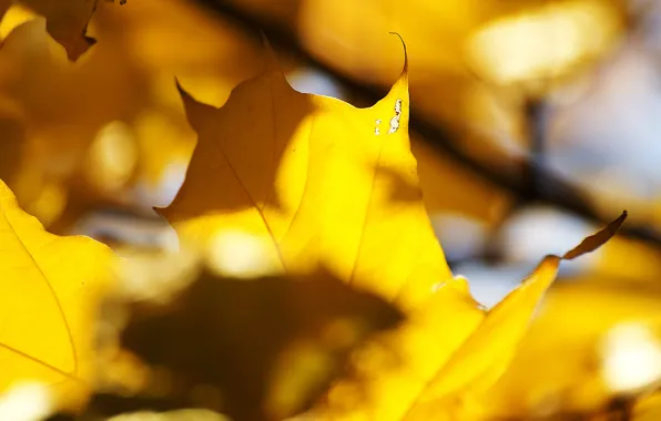 Картинка осень, листья, солнце, свет, желтые, прожилки, кленовые