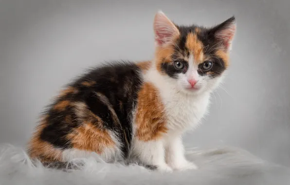 Котенок, фон, малыш, окрас, киса