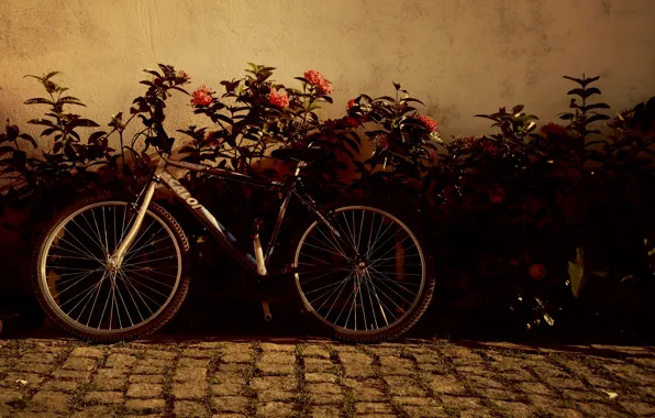 Картинка цветы, велосипед, фон, widescreen, обои, настроения, колеса, wallpaper