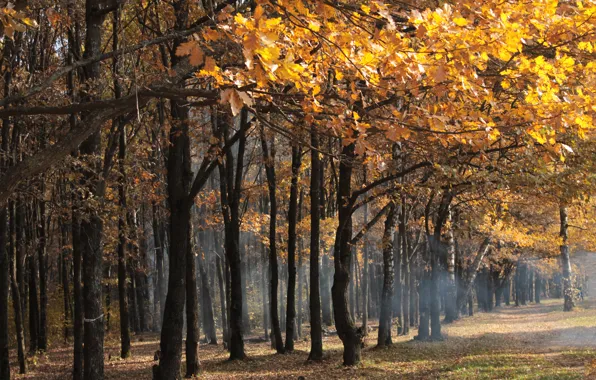 Картинка осень, лес, листья, деревья, желтые, дымка