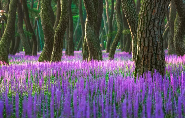Картинка лес, лето, деревья, цветы, природа, парк, поляна, весна