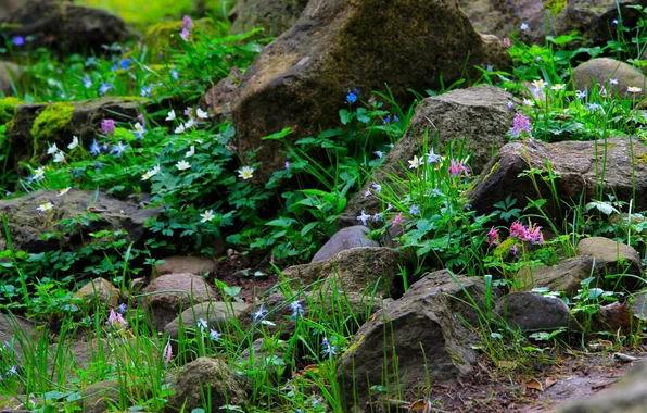 Flower, stones, plants