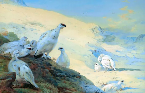 Зима, Снег, Птицы, Картина, Archibald Thorburn, Арчибальд Торберн, Шотландский живописец, Куропатки