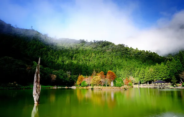 Картинка зелень, деревья, озеро, пруд, парк, столб, беседка