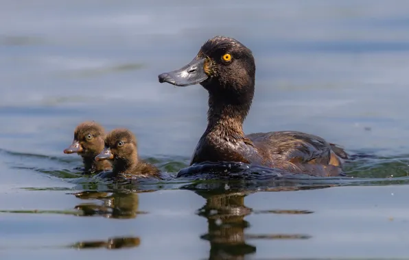 Картинка birds, animal, duck-