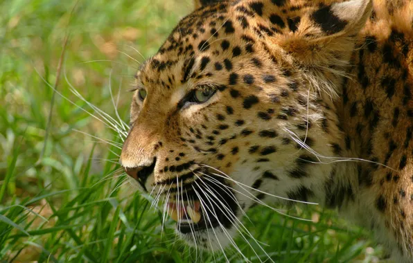 Картинка трава, усы, морда, фото, хищник, леопард, оскал, дикая кошка