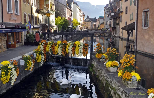 Река, дома, лебеди, France, Annecy