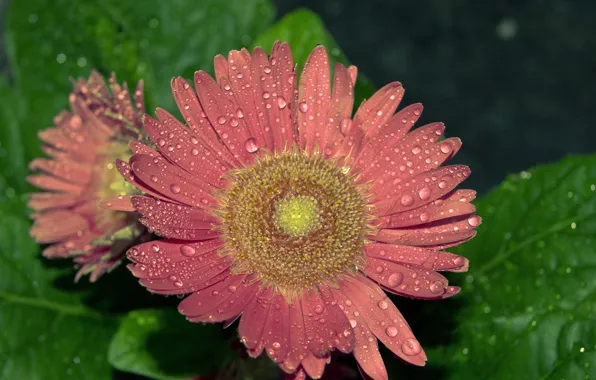 Картинка Капли, Розовая, Гербера, Gerbera, Drops