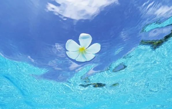 Вода, Цветок, Мальдивы