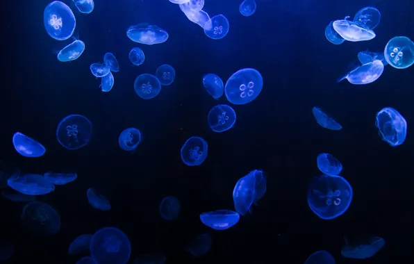 Dubai, Medusa, Lost Chambers Aquarium
