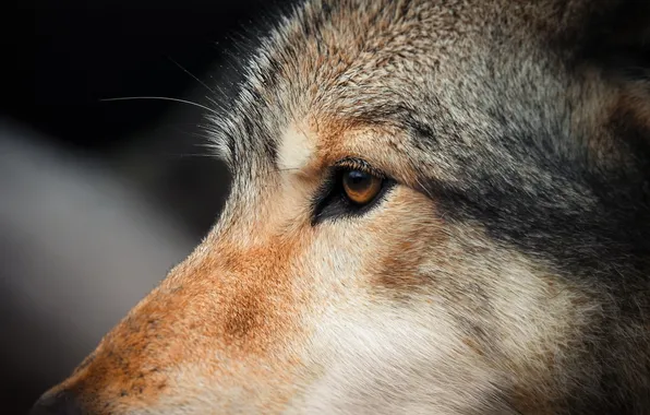 Nature, snow, predator, face, animal, wolf, wolves, wildlife