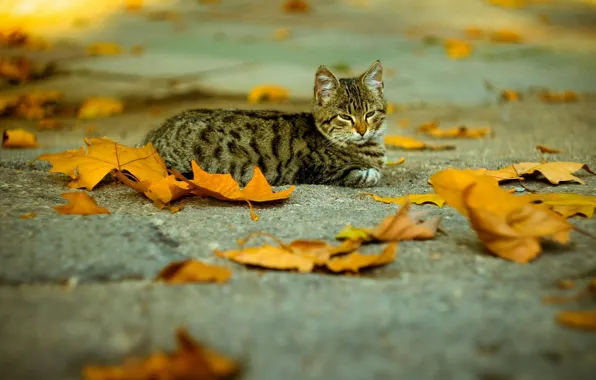 Опавшие листья, полосатая кошка, на асфальте