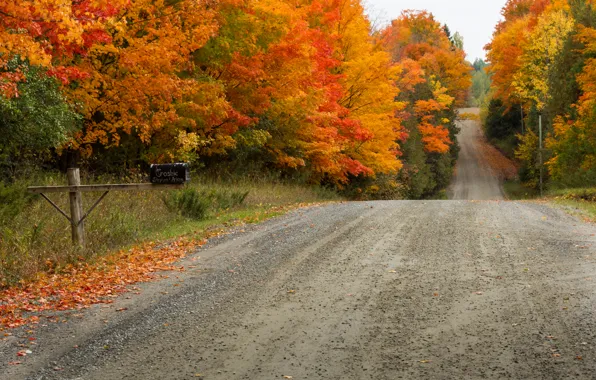 Картинка дорога, осень, листья, деревья, пейзаж, природа