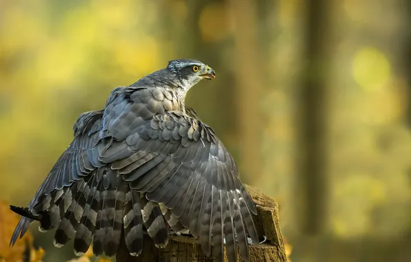 Природа, птица, орёл