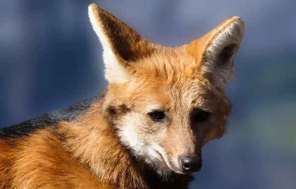 Animal, wildlife, red fox