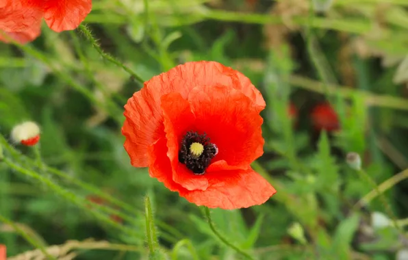 Red, flower, poppy