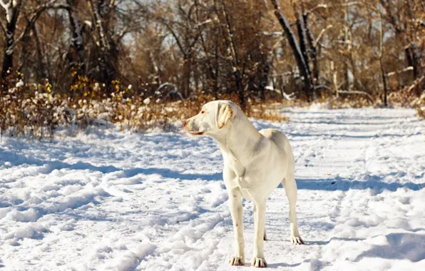 Картинка осень, снег, друг, собака