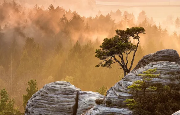 Картинка forest, landscape, mountains, mist