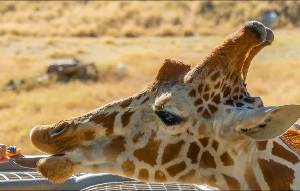 Язык, жираф, giraffe, snack, закуска, tongue