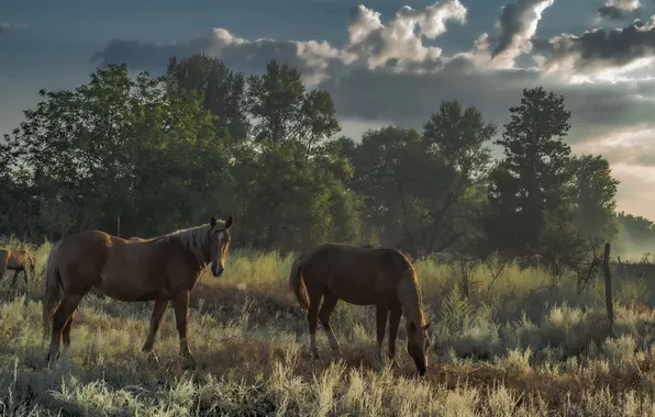 Horses, mammals, grazing