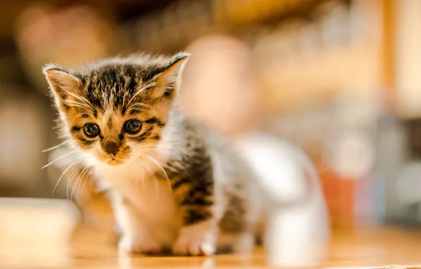 Малыш, котёнок, боке