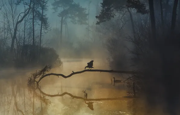 Картинка лес, птицы, туман, река, forest, river, birds, fog