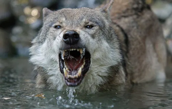 Nature, snow, predator, face, animal, wolf, wildlife, portrait