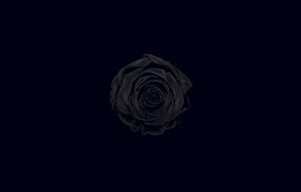 Картинка цветок, чёрный фон, Чёрная роза