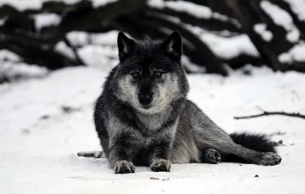 Картинка снег, серый, волк, хищник