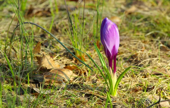 Flower, spring, crocus
