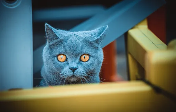 Кошка, кот, взгляд, морда, голубой, конструкция, портрет, лабиринт