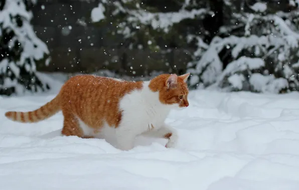 Зима, лес, кошка, кот, снег, ветки, поза, ели