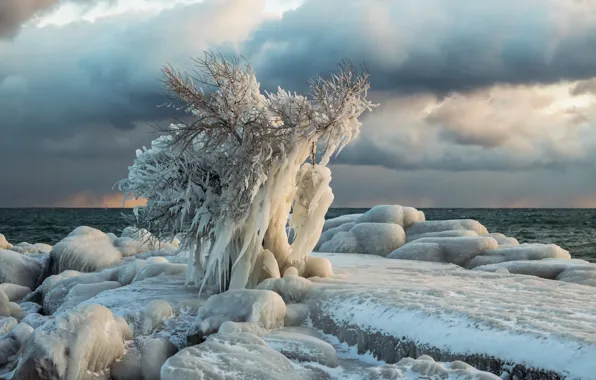 Картинка море, дерево, лёд