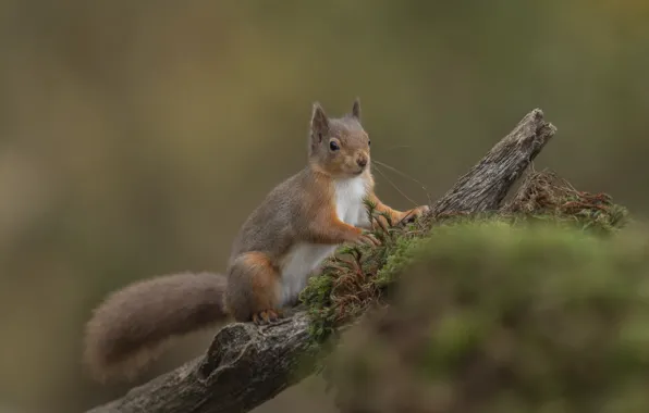 Картинка природа, животное, мох, белка, коряга, зверёк, грызун