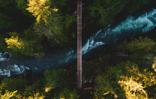 Картинка лес, деревья, мост, природа, река, вид сверху