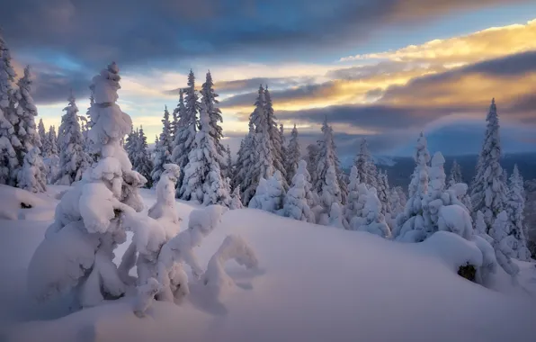 Картинка зима, снег, деревья, ели, сугробы, Россия, Сергей Межин