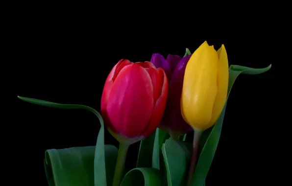Картинка цветы, букет, тюльпаны