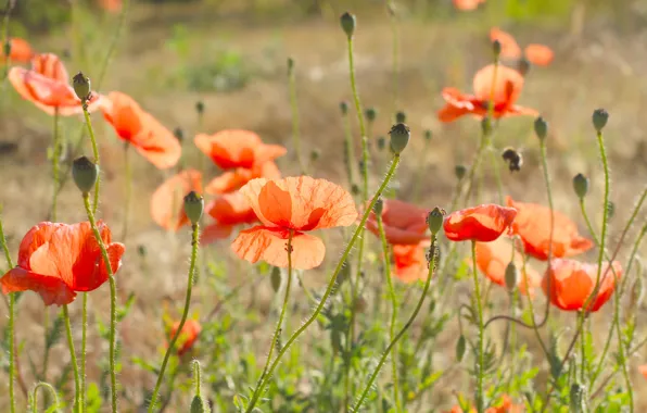 Red, flower, field, poppy, meadow, blooming