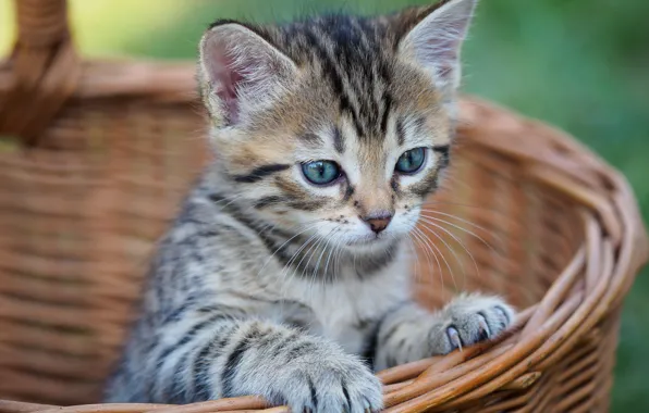 Взгляд, корзина, малыш, мордочка, котёнок, корзинка