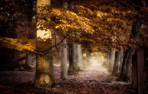 Осень, лес, природа