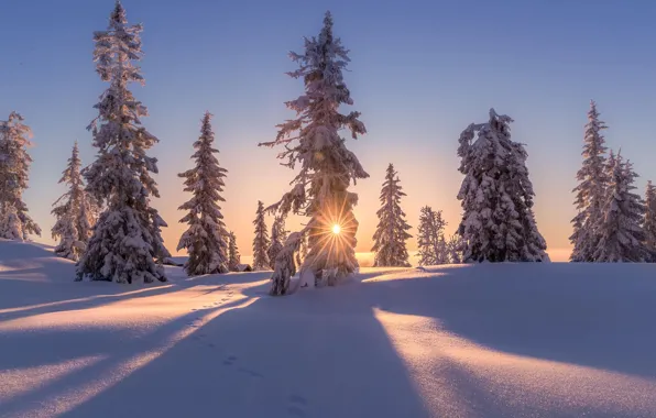 Картинка зима, солнце, снег, деревья, природа, дома, вечер