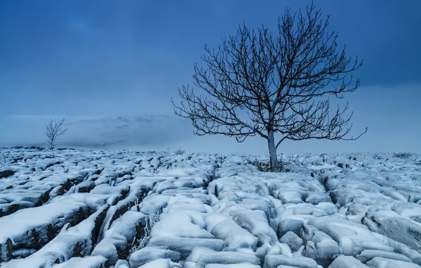Картинка зима, поле, снег, природа, дерево