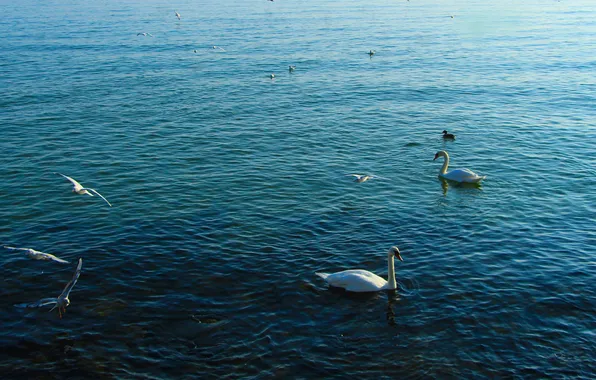 Swan, bird, water