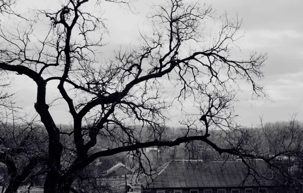 Картинка крыша, дерево, ветви, черно-белые