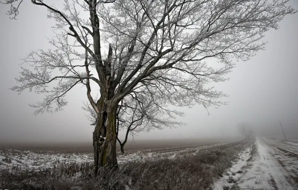 Картинка зима, дорога, пейзаж, дерево