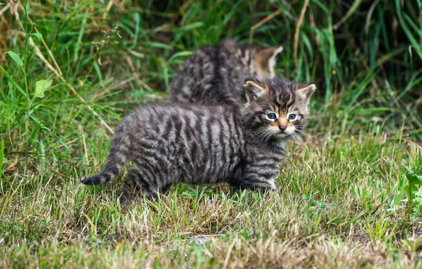 Трава, кот, котенок, малыш, котята, дикий, лесной, лесной кот