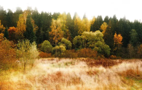 Картинка forest, trees, nature