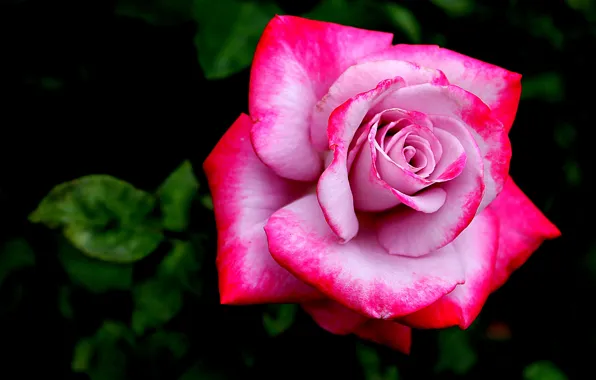 Цветок, роза, лепестки, pink, бутон розы