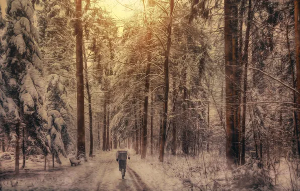 Картинка лес, снег, обработка, спортсмен, пробежка, Winter running